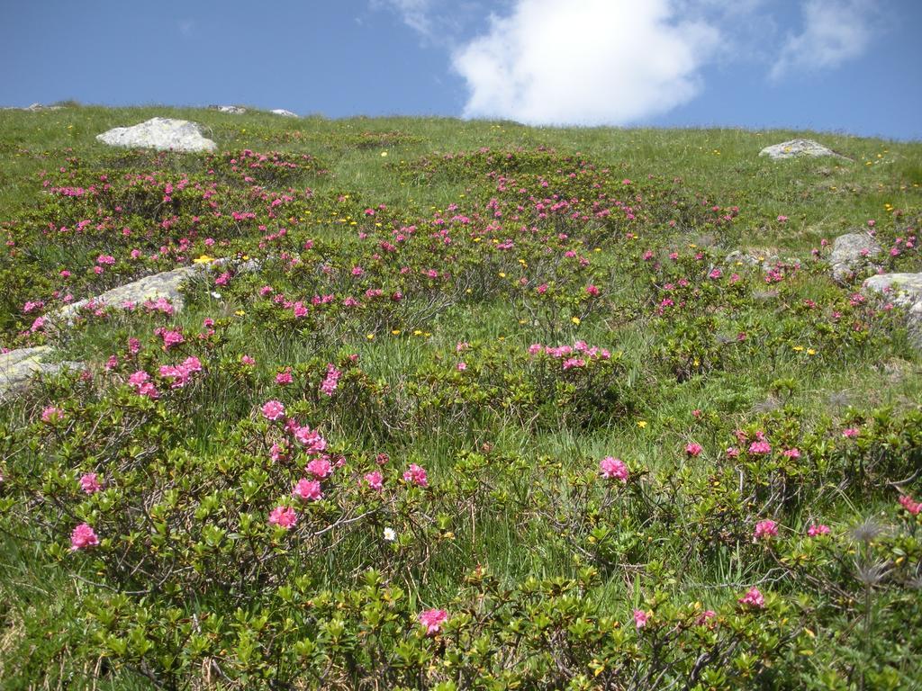Haus Thaler Appartement Reith im Alpbachtal Buitenkant foto